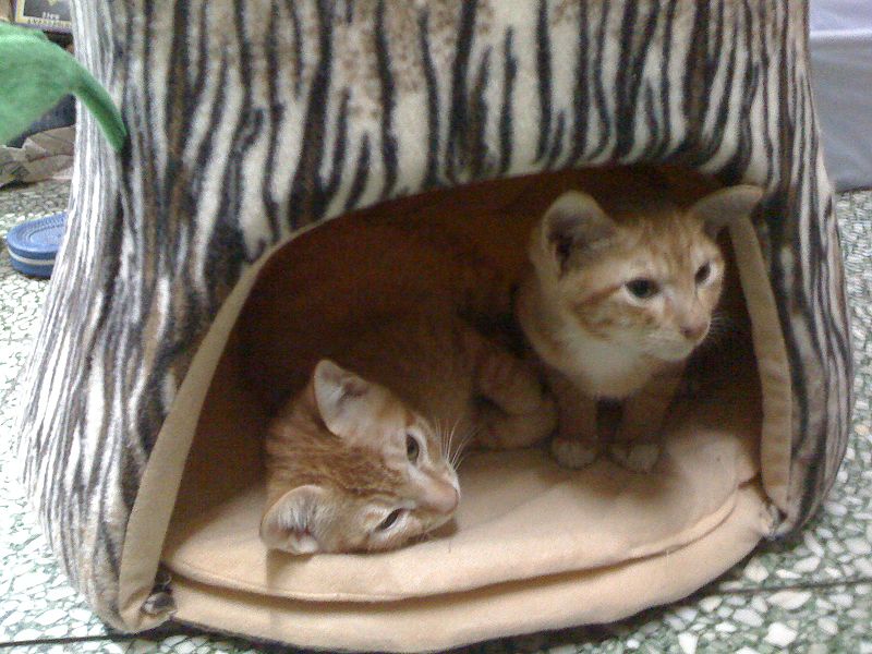 圖片:IMG 0041.jpg